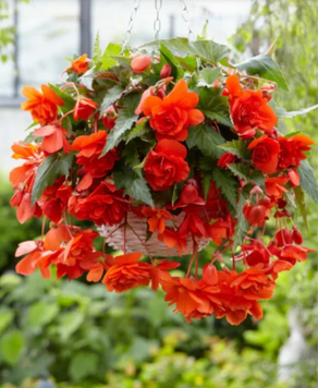 №154 Бегония Pendula Cascade Orange (бульби) 154 б фото