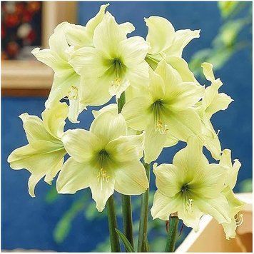№345 Амарилліс Lemon Star А-0345 фото