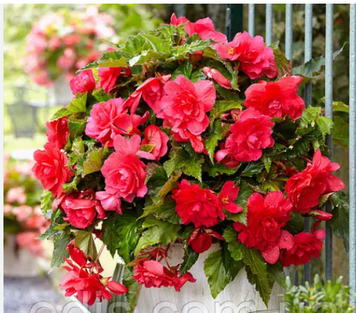 №155 Бегония Pendula Cascade Pink (,бульба) 155 б фото