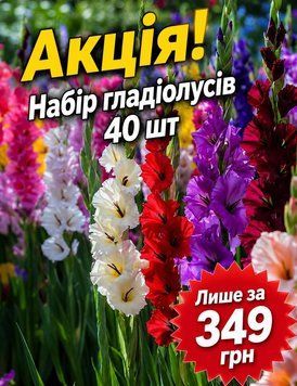 012 Набір гладіолусв 40 шт 012Г фото