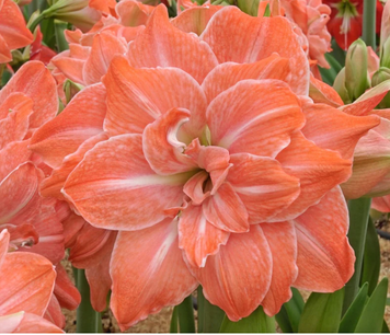№354 flamingo amadeus А-0354 фото