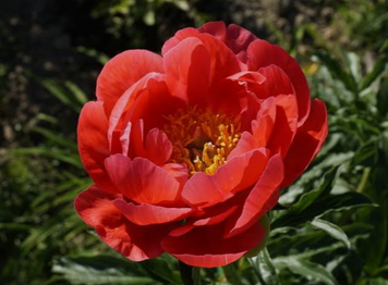 203 Coral Magic 3/5 203 П фото