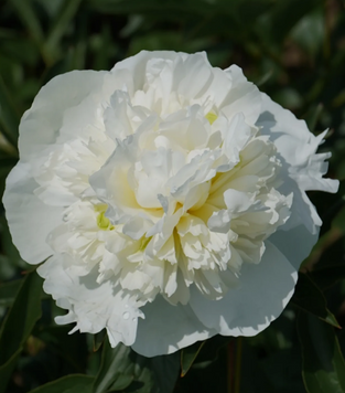 205  Duchesse de Nemours 3/5  205 П фото