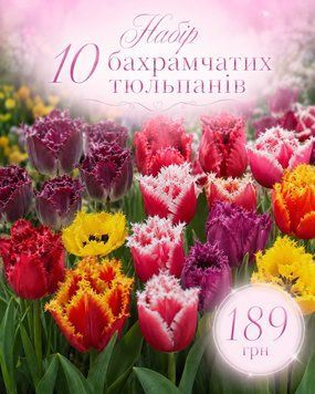 № 92 Набір 10 бахрамчатих тюльпанів  № 92-Т фото