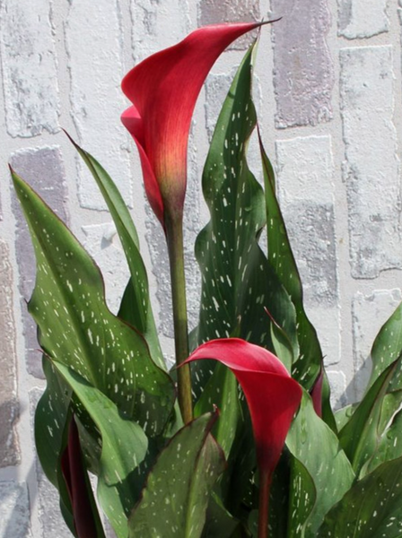 № 151 Кала Red Charm	 14+								 151 К фото