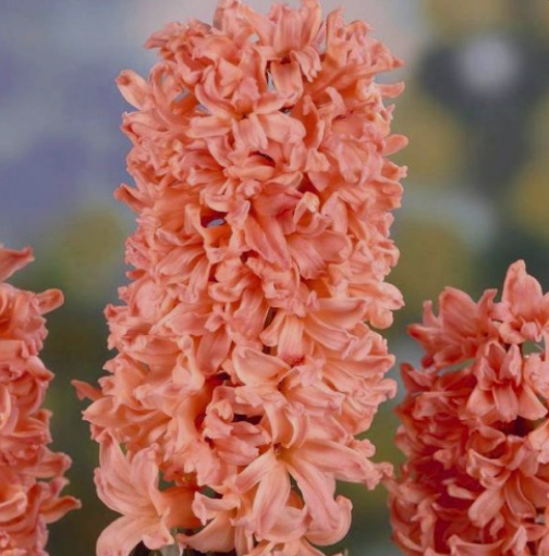 №110 Gipsy Queen 16\17 №110-Г фото