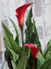 № 151 Кала Red Charm	 14+								 151 К фото 2