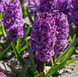 №113 Purple Storm 16\17 №113-Г фото 1