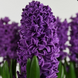 №113 Purple Storm 16\17 №113-Г фото 2