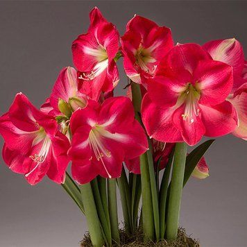 №325 Амариліс Candy Cream (Candy Queen)										 А-0325 фото
