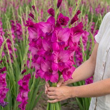 №116  Гладіолус Mystic Magenta 116  фото