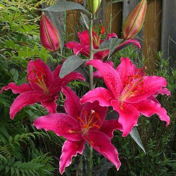 re-1529 фото