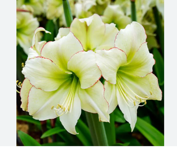№346 Амарилліс Lemon Cream										 А-0346 фото