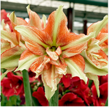 Каталог Весна 2026 — купить в интернет магазине Flover-garden